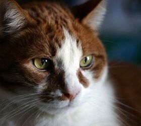 Study Finds High-Pitched Noises Set Off Seizures In Cats