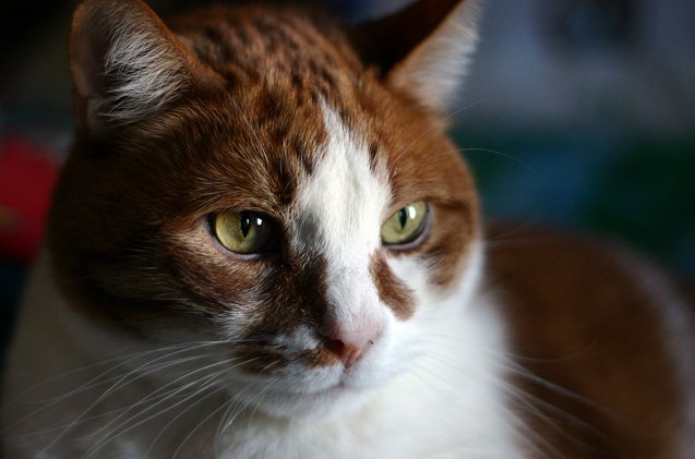 study finds high pitched noises set off seizures in cats