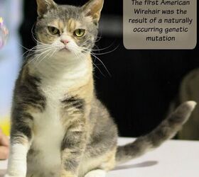 American Wirehair Information And Pictures - PetGuide | PetGuide