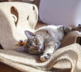 Eco-Friendly Ripple Rug For Cats Looking For A Kick Start