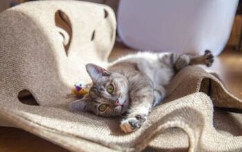 Eco-Friendly Ripple Rug For Cats Looking For A Kick Start