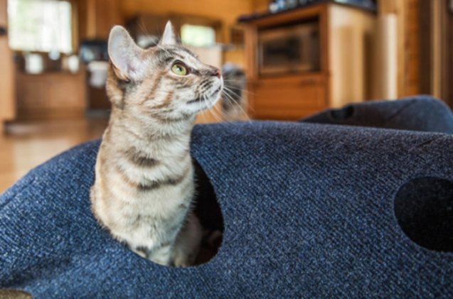 Rippled Rug Eco-Friendly Ripple Rug For Cats Looking For A Kick Start | PetGuide