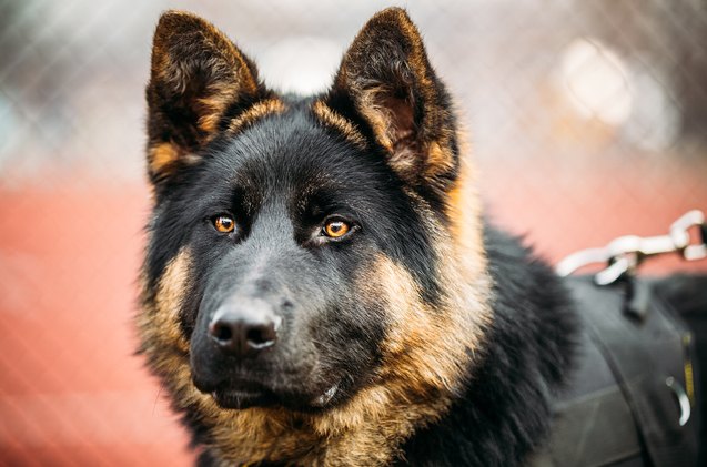 New Texas Law Aims To Stop Police From Shooting Dogs | PetGuide