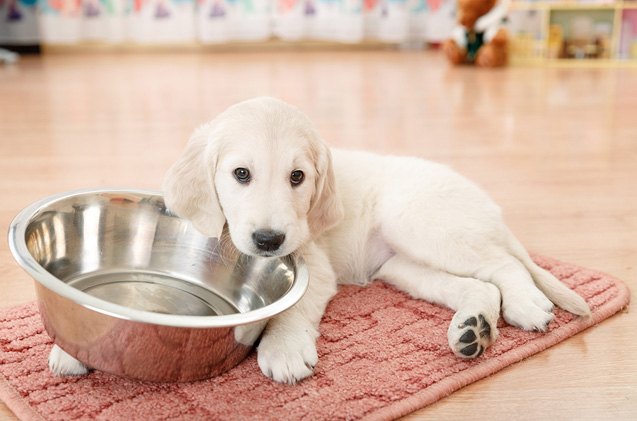 what to do when your dog s food is recalled