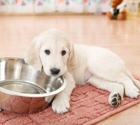 What To Do When Your Dog’s Food Is Recalled
