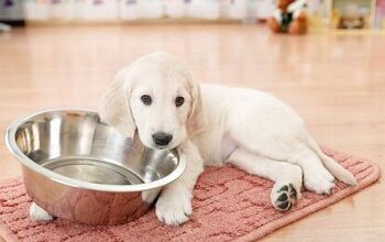 What To Do When Your Dog’s Food Is Recalled