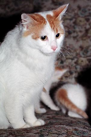 anatolian cat