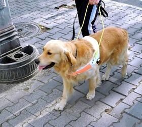 b c lawmakers crack down on guide dog impersonators