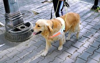 B.C. Lawmakers Crack Down On Guide Dog Impersonators