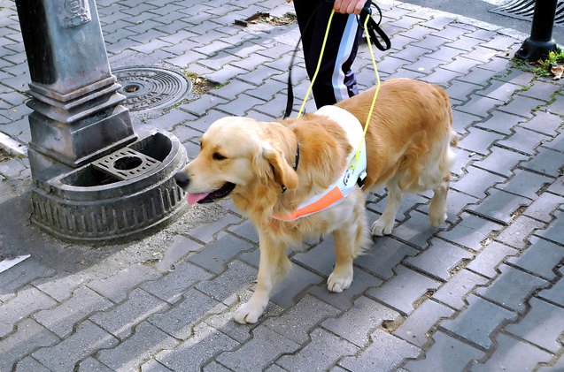 b c lawmakers crack down on guide dog impersonators