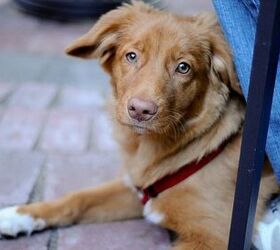 New York Senate Votes For Bill Allowing Dogs In Outdoor Dining Areas