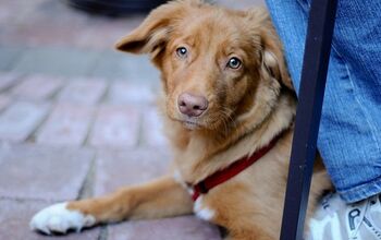 New York Senate Votes For Bill Allowing Dogs In Outdoor Dining Areas