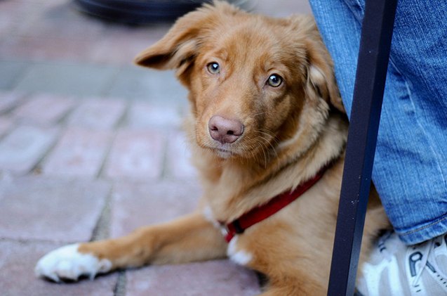 new york senate votes for bill allowing dogs in outdoor dining areas