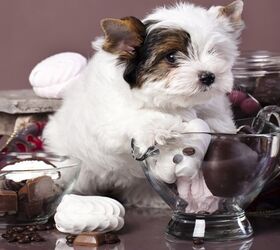 Dogs and Chocolate: Why The Two Don’t Mix