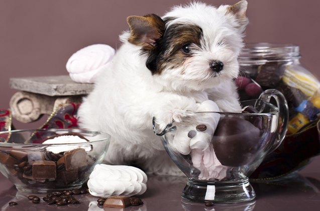 Dogs and Chocolate: Why The Two Don’t Mix | PetGuide
