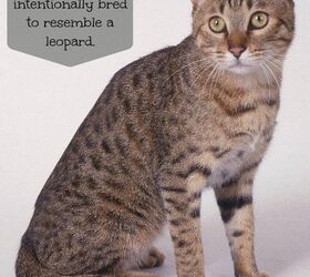 California Spangled Cat Breed Information And Pictures Petguide