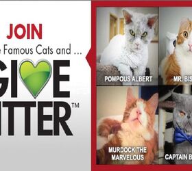 Help Fill Shelter Litter Boxes By Voting For A Celebrity Cat!