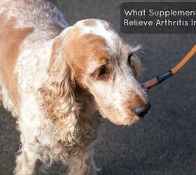 what supplements help relieve arthritis in dogs