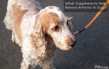 What Supplements Help Relieve Arthritis In Dogs?