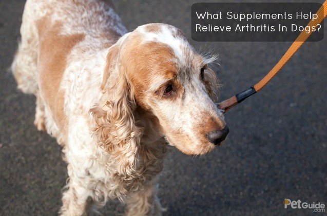 what supplements help relieve arthritis in dogs