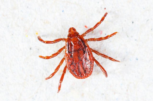 scientists say a vacuum is your best weapon in fight against brown dog ticks