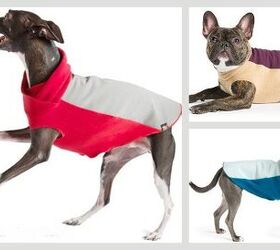 Let It Rain: Gold Paw Series Has Your Pup Covered