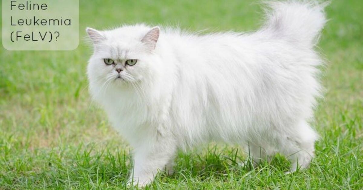 Illustration of Feline Leukemia Causes In Cat Breeds
