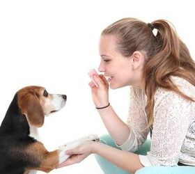 Good Dog! The Best Ways To Reward Your Dog