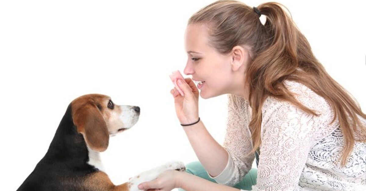 Rewarded Dog Good Dog! The Best Ways To Reward Your Dog | PetGuide