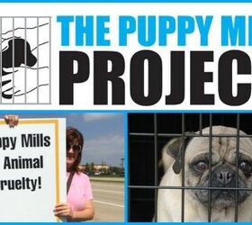 Help The Puppy Mill Project Shut Down The Puppy Production Line