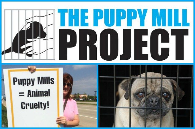 help the puppy mill project shut down the puppy production line