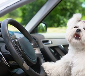 Ask The Hairy Dogfathers: Front Seat Doggie Drivers