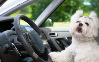 Ask The Hairy Dogfathers: Front Seat Doggie Drivers
