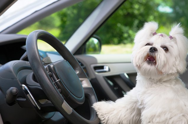 ask the hairy dogfathers front seat doggie drivers