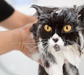 9 Scratch-Free Tips On How To Bathe A Cat