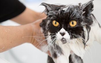 9 Scratch-Free Tips On How To Bathe A Cat