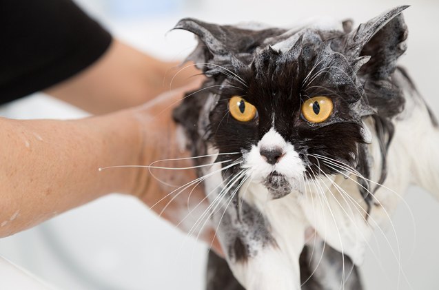9 scratch free tips on how to bathe a cat