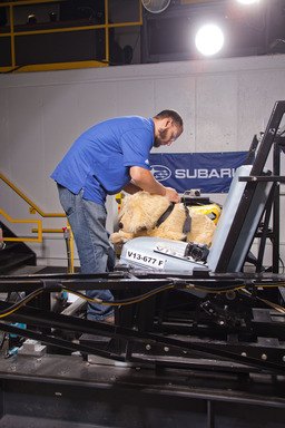 subaru and cps team up for next round of pet safety product crash test