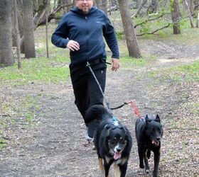 dog powered running get fit with canicross
