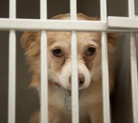 What Is A Puppy Mill?