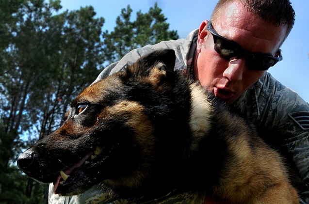 new bill introduced to bring retired military dogs home after overseas combat