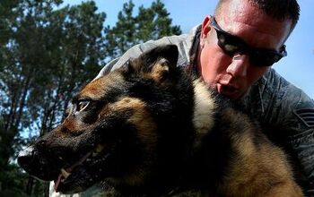 New Bill Introduced To Bring Retired Military Dogs Home After Overseas