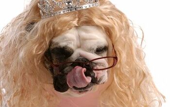 The Hideous Truth About Dog Plastic Surgery