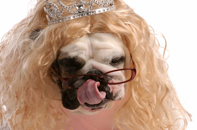 the hideous truth about dog plastic surgery