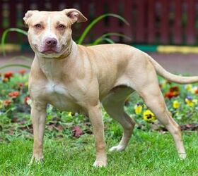 American Pit Bull Terrier Color Chart - American Dog Breeders Assoc.