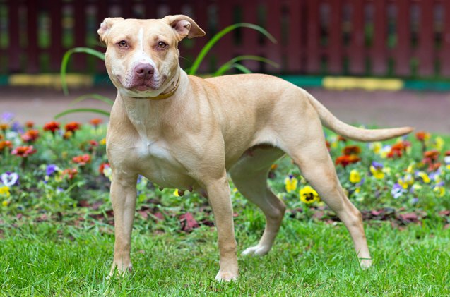 american pitbull terrier