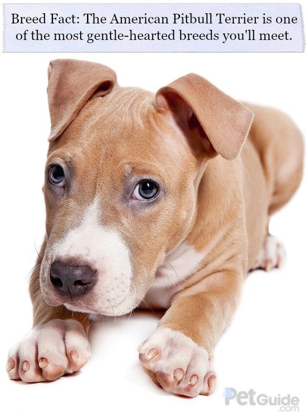 American Pitbull Terrier Size American Pit Bull Selling Terrier Health