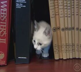 This Cat Library Is A Novel Approach To The Mewey Decimal System