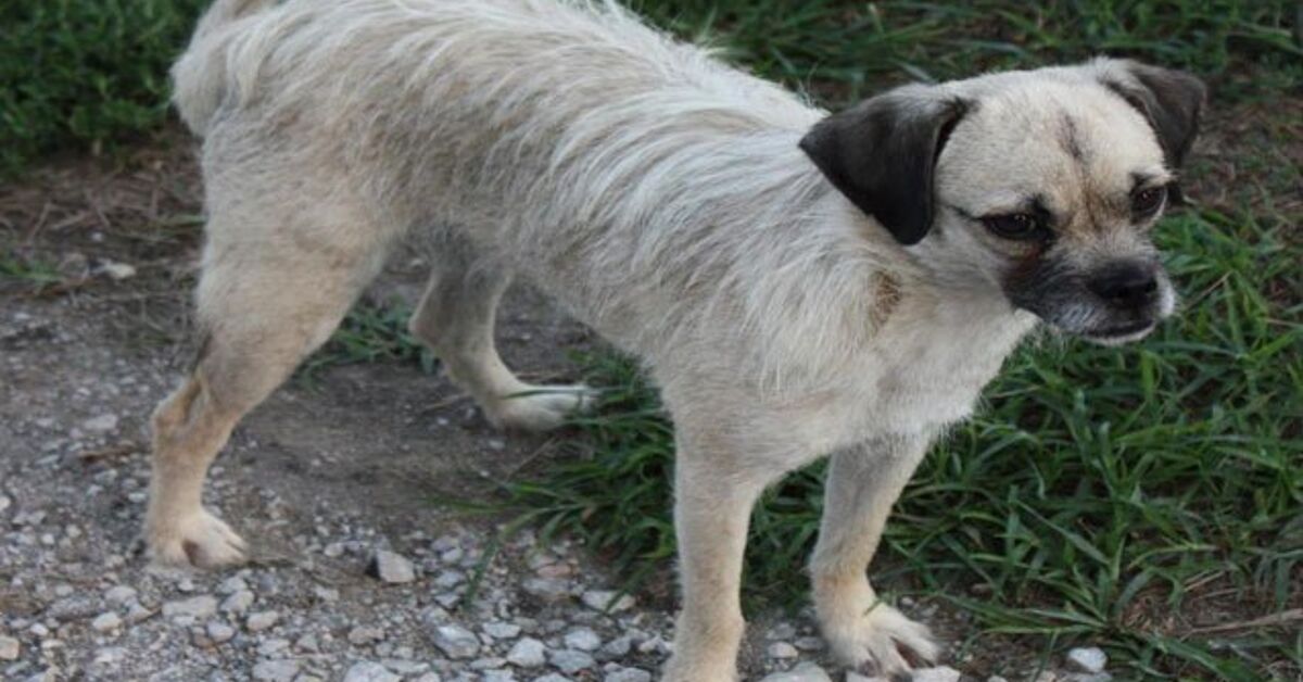 Pugapoo Dog Breed Health, Temperament, Training, Feeding and Puppies ...