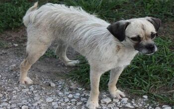 Dog Breeds | PetGuide